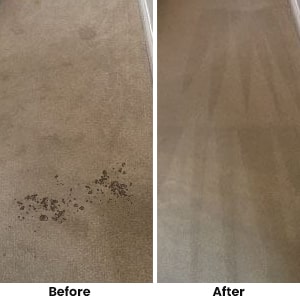 Carpet Mould Cleaning in Sydney