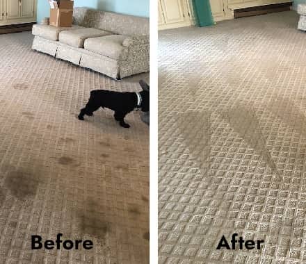 Carpet Stain and Spot Removal Sydney