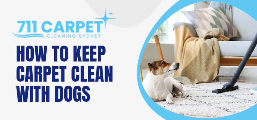 Keep Carpet Clean With Dogs